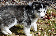 Gorgeous Blue Eyes Siberian Husky Puppies George Town