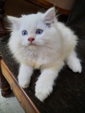 Persian kitten for sale in Goa from Panaji