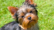 All kinds of dog breeds are available for sell from New York City