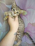 We have available Savannah Kittens Johor Bahru