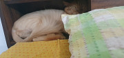 Persian cat from Chennai