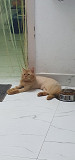 Persian cat from Chennai