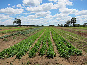 WELL DEVELOPED 103 HECTARES FARM IN LUSAKA ZAMBIA Harare