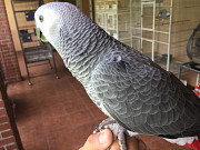 African grey parrots ready for a new home Sacramento