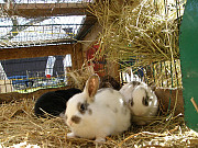 Male and Female Rabbit. Cardiff