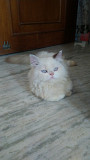 Persian - Himalayan Cat from Hyderabad