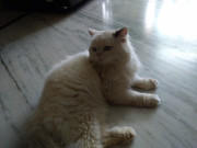 Persian - Himalayan Cat from Hyderabad
