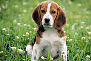 intelligent Beagle puppies. Antalya