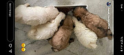 Lhasa apso puppies for sale Hyderabad
