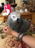 Africa grey parrot for sale from Charleston