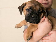 We have two litters of top quality Bullmanstiff puppies . Valletta
