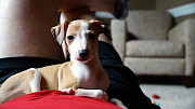 Healthy Italian Greyhound puppies available Nassau