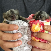 Marmoset Monkeys for sale ...whatsapp me at: +447418348600 from City of London