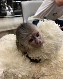 Google Approved Diaper Trained Capuchin & Marmoset Monkey.whatsapp me at: +447418348600 from Edinburgh