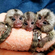 Google Approved Diaper Trained Capuchin & Marmoset Monkey.whatsapp me at: +447418348600 from Edinburgh