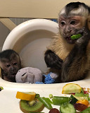 Playful pygmy marmoset Capuchin monkeys,.whatsapp me at: +447418348600 from Cardiff