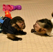 Playful pygmy marmoset Capuchin monkeys,.whatsapp me at: +447418348600 from Cardiff
