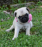 Pug Puppies Ready to go home....whatsapp me at: +447418348600 from Royton