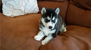 Gorgeous Siberian Husky Puppies ..whatsapp me at: +447418348600 Rochester