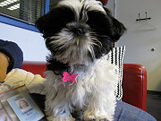 Adorable Shih Tzu Puppy's...whatsapp me at: +447418348600 Billingham
