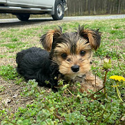 Yorkshire Terrier Puppies...whatsapp me at: +447418348600 from Gorseinon
