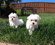 Maltese Puppies For Sale.whatsapp me at: +447418348600  from Milton Keynes
