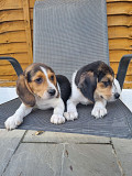 Beautiful Beagle Puppies...whatsapp me at: +447418348600 Horsforth