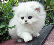Stunning Lilac Colourpoint Persian Kitens,. from Auckland