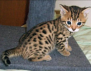 Adorable Brown Rosette Bengal Cub- Tica Reg,. from Laval