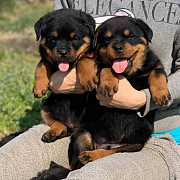 Super adorable Rottweiler Puppies. Victoria