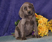 Hi, we have both male and female Weimaraner Puppies Salem