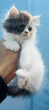 Persian kitten Ghaziabad