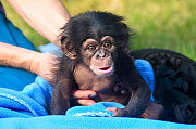 Here are some angelic baby Chimpanzee monkeys Brisbane