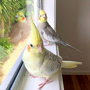 Amazing Cockatiel Parrots For Adoption. Winnipeg