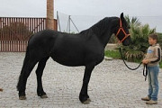 pascal is a beautiful, funny, willing, goofy 6year old Friesian gelding. I have had him since he wa London