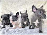 Excellent French Bulldog Puppies Toronto