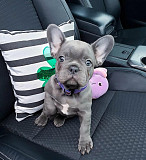 Excellent French Bulldog Puppies Toronto