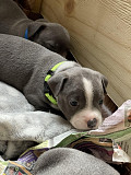 Gorgeous Blue Staffordshire Bull Terrier Puppies Toronto