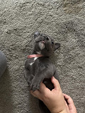 Gorgeous Blue Staffordshire Bull Terrier Puppies Toronto