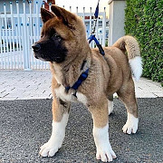 We have two beautiful Akita puppies Melbourne