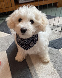 Bichons Frise Puppies for Re-homing Brisbane