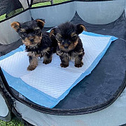 Beautiful Yorkshire Terrier Puppies READY NOW Phoenix