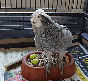 Adorable Hand Tamed African Grey New Orleans