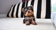 Micro teacup yorkie puppies Text: 213-419-1945 Los Angeles