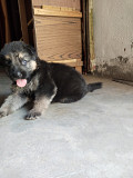 German shepherd puppies sale from Delhi