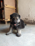 German shepherd puppies sale from Delhi