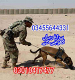 Army dog center 03455644331 Rawalpindi