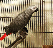 Adorable Grey Parrot for sale Albany