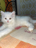 Persian kitten on sale Delhi