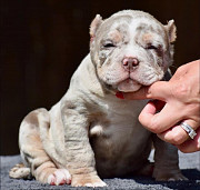 Available American Bully puppies for rehoming Florida Ridge